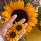 Sunflower Hoops